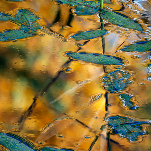  DSC8418 Arne RSPB MacIntosh Leaves AS